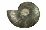 Cut & Polished Ammonite Fossil (Half) - Unusual Black Color #296290-1